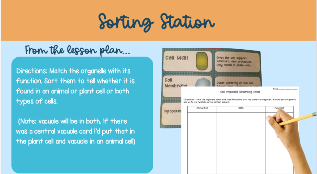 Sorting Station- Shows an excerpt from the lesson plan and images of sorting activity